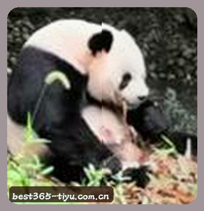 吴迪